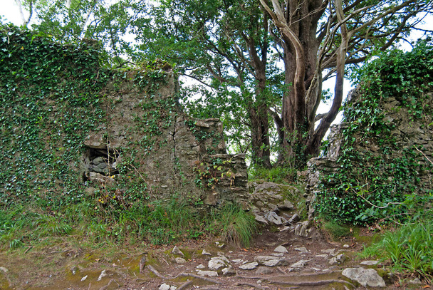 Duvar, İrlanda 'daki Killarney Ulusal Parkı' nda arka planda kalan yaşlı bir ağaçla birlikte duruyor. - Fotoğraf, Görsel