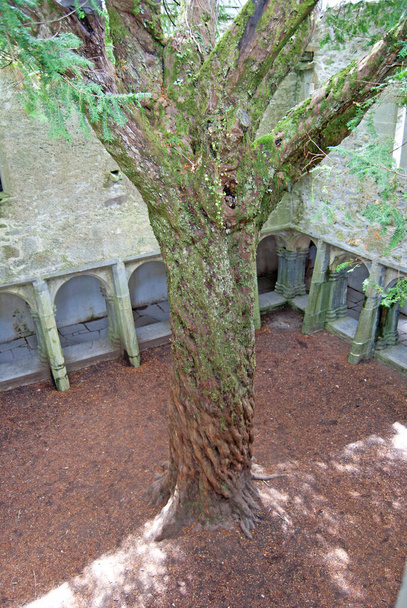 El árbol dentro de la abadía de Muckross en Irlanda - Foto, imagen