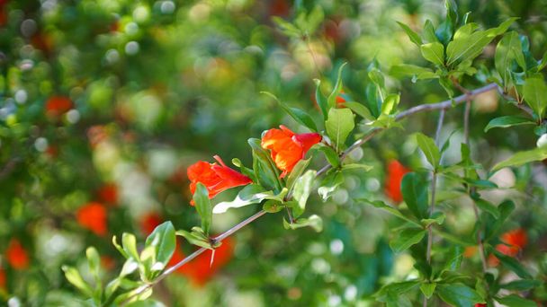 Czerwony pączek kwiatu granatu wśród grubych zielonych liści na gałęziach drzew. Gęste liście z woskowatym czerwonym kwiatem. - Zdjęcie, obraz