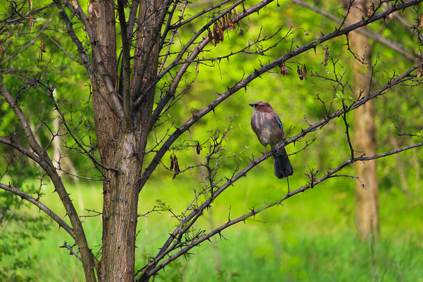 Lintu jay luonnollisessa elinympäristössä hämärtyneellä taustalla vihreä luonto - Valokuva, kuva