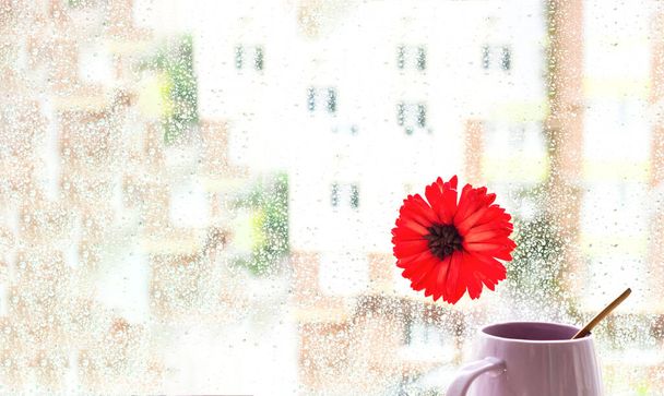 Fleur Gerbera rouge et tasse violette sur fond de fenêtre. Fond flou abstrait avec gouttes de pluie. Équinoxe d'été ou Hello Summer. Gros plan, espace de copie créatif
. - Photo, image
