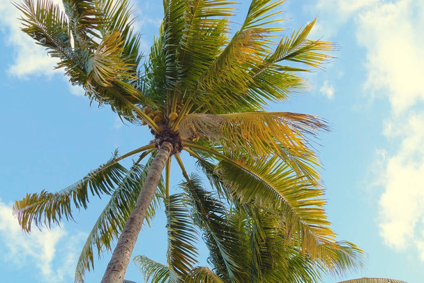 Kókuszpálmafák a legalsó nézetben. Zöld pálmafa kék ég háttér. Kilátás a pálmafák az ég ellen. Tengerpart a trópusi szigeten. Pálmafák napnyugtakor. Fenékig! Meleg fény tónusú. - Fotó, kép