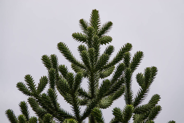 Araucaria araucana (monkey puzzle tail tree, or Chilean pine) is an evergreen tree. It is native to central and southern Chile, western Argentina. - Фото, изображение
