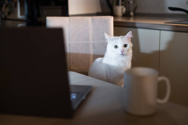 White fluffy cat looks at the monitor of a personal computer at night. A kitten is watching a video on a laptop screen in the dark. Workplace in the kitchen. - Photo, image