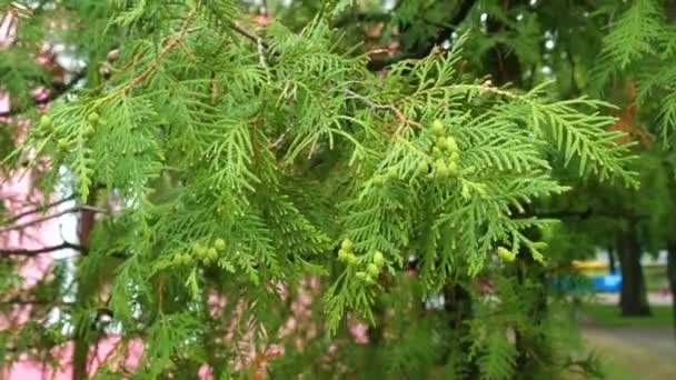 Thuja occidentalis rami d'albero con foglie e coni verdi, svolazzanti nel vento. Contesto. Chiudete. 4K Ultra HD
 - Filmati, video