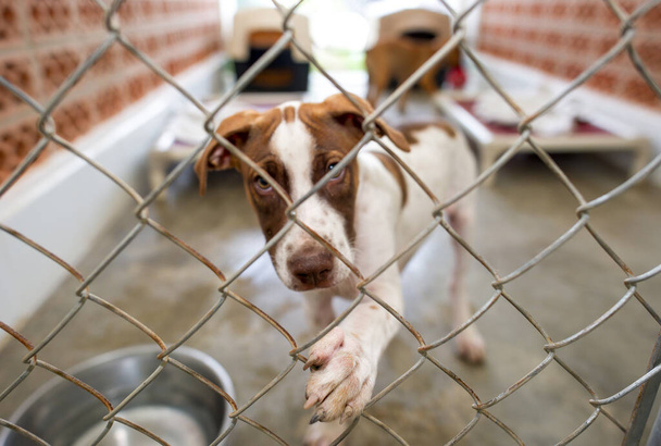 Ένας σκύλος διάσωσης σε ένα καταφύγιο ζώων φτάνει με το πόδι του μέσα από ένα φράχτη - Φωτογραφία, εικόνα