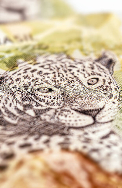 detail van een 50 reais bankbiljet, Braziliaanse jaguar gestempeld op een Braziliaans bankbiljet van 50 reais. - Foto, afbeelding
