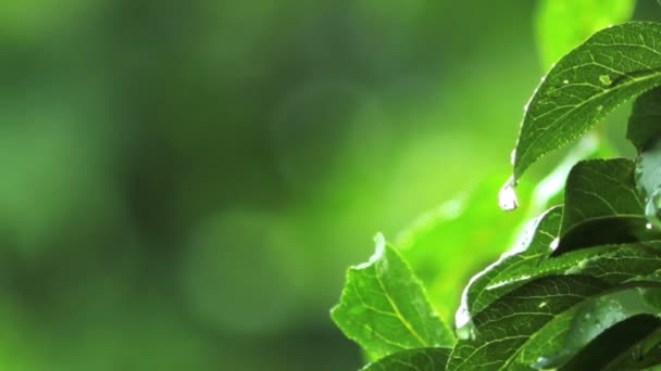 Σταγόνες βροχής σε πράσινα φύλλα - Πλάνα, βίντεο