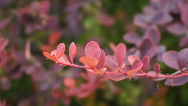 hermosas hojas del arbusto Cornus sanguinea, día de verano
 - Foto, imagen