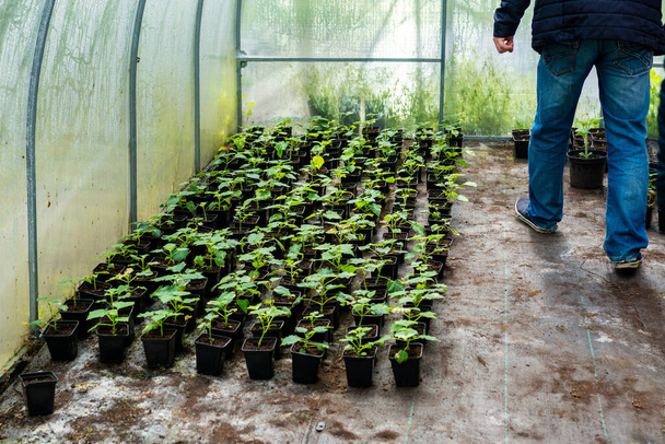 若い緑の桐の木。産業規模の庭師による開花木の繁殖2021.農家の温室内の多くの植木鉢. - 写真・画像