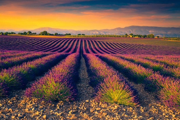Hermosa plantación de flores fragantes al atardecer. Lugar agrícola con campos de lavanda púrpura en Provenza, Francia, Europa
 - Foto, Imagen