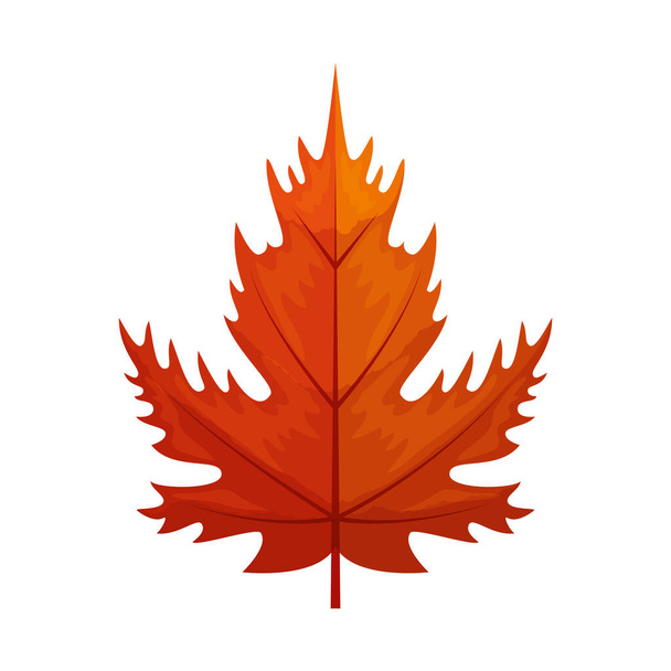 autumn leaf maple or fall foliage on white background - Vector, Image