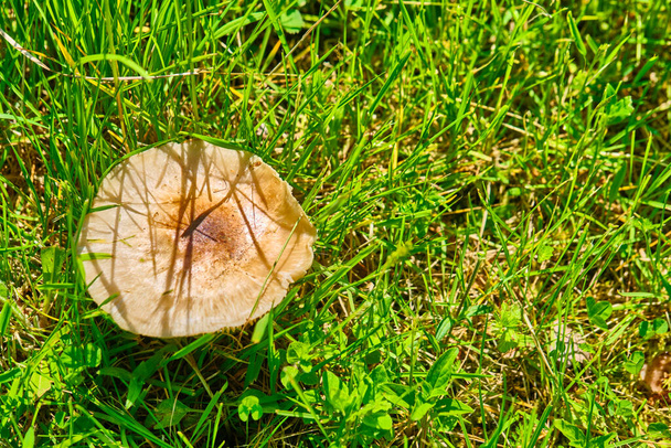 Макро красивого маленького червоного жовтої їжачка гриба в осінньому лісовій траві моху. Вид зверху. Fungus boletus в дереві. Сонячний день у сільській місцевості. колір
 - Фото, зображення