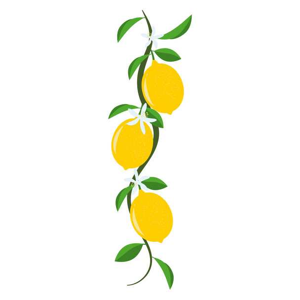 Decorative lemon branch with fruits, flowers and leaves. Flat design. Design element of your work. - Vektor, Bild