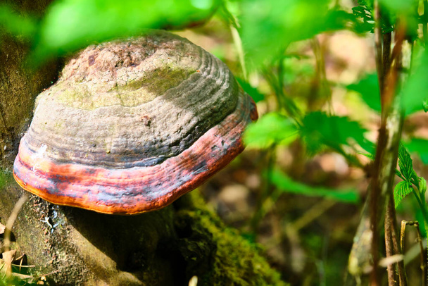 chaga mushroom on the trunk of an old tree - 写真・画像