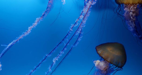 Jelly fish swim in water tank - Фото, зображення