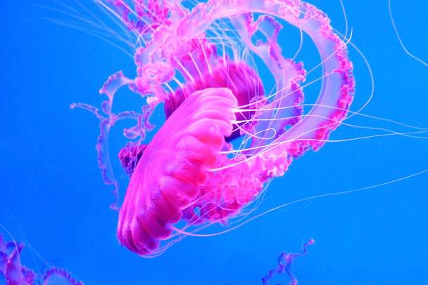 pink jellyfish swims in blue ocean sea, dangerous poisonous jellyfish Pelagia Noctiluca (Acalefo luminiscenta), Tenerife, Canary Island - Photo, image