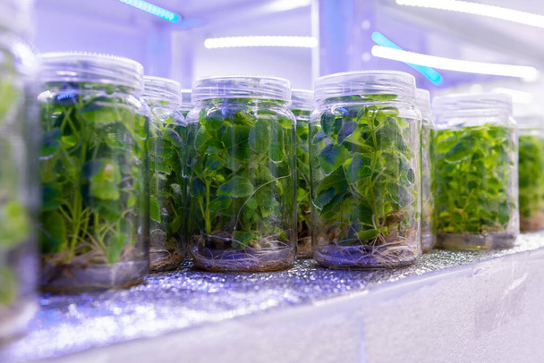 Steril şartlar altında Paulownia bitkileri yetiştiriyorum. Laboratuvarda 2021 yılının yapay ışıklandırması altında çiçek ve ağaçların mikro üretimi. - Fotoğraf, Görsel