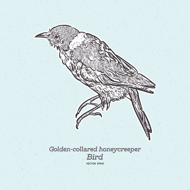 Golden-collared Honeycreeper - Iridophanes pulcherrimus, beautiful rare perching bird from western Andean slopes, Amagusa, Ecuador. Hand draw sketch vector. - Vetor, Imagem