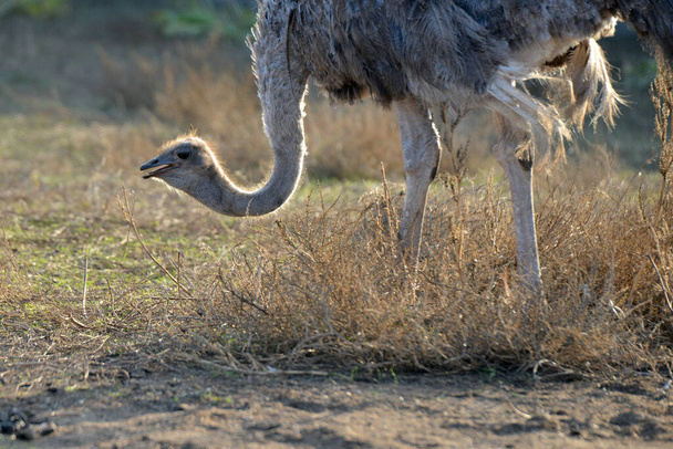 Struisvogel graast op een ranch, close-up portret van een struisvogel. - Foto, afbeelding