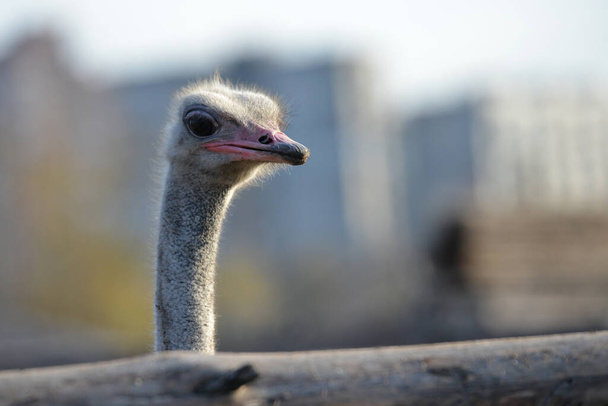 Struisvogel graast op een ranch, close-up portret van een struisvogel. - Foto, afbeelding