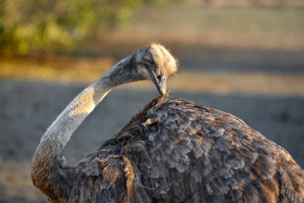 Ostrich grazes on a ranch, closeup portrait of an ostrich - 写真・画像