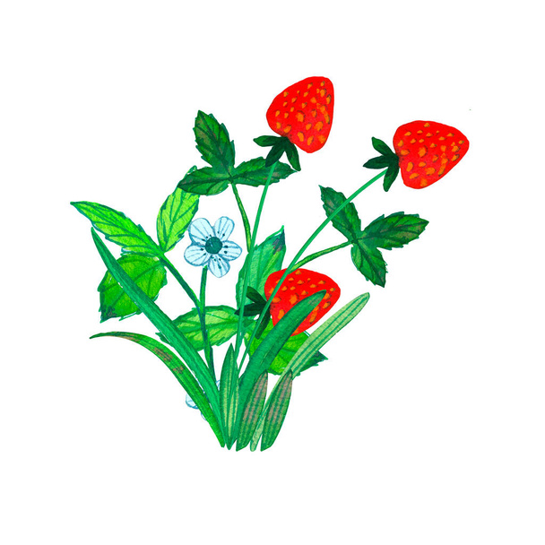 Bush rijpe rode aardbei geïsoleerd op een witte achtergrond. Aardbeien met bloemen en groene bladeren. Zomer aquarel. Geschikt voor het versieren van kinderkleding, behang, gordijnen, kussens. - Foto, afbeelding
