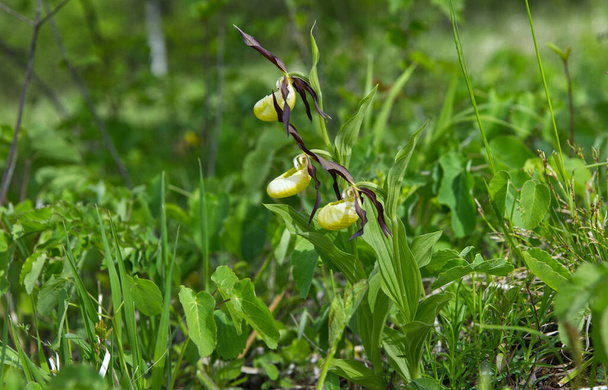 In May, Common Shoe (Cypripedium calceolus L.) blooms on grasslands - a species of orchidaceae - Photo, Image