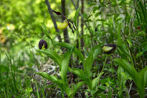 En mayo, el calzado común (Cypripedium calceolus L.) florece en pastizales - una especie de orquídea
 - Foto, imagen