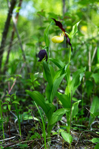 Im Mai blüht der Gemeine Schuh (Cypripedium calceolus L.) auf den Wiesen - eine Orchideenart - Foto, Bild