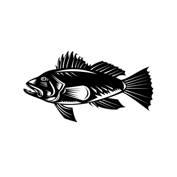 Retro woodcut style illustration of a black sea bass (Centropristis striata), a exclusively marine grouper seen from side set in circle on isolated background done in black and white
. - Vector, Imagen