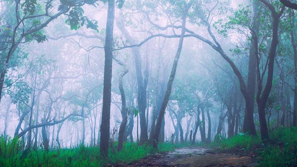Biała mgła, która wpadła do lasu w dniu, w którym skończył się deszcz sprawia, że pogoda jest chłodna z drzewami w pięknym lesie jest piękna przyroda i świeże powietrze. - Zdjęcie, obraz