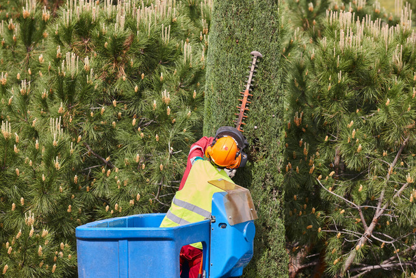 Ogrodnik przycinający cyprysa na dźwigu. Utrzymanie drzew sezonowych - Zdjęcie, obraz