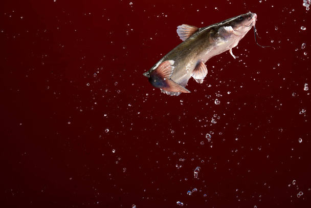 Ζώντα ψάρια που πετούν με λουλούδια του νερού στο κόκκινο φόντο - Φωτογραφία, εικόνα