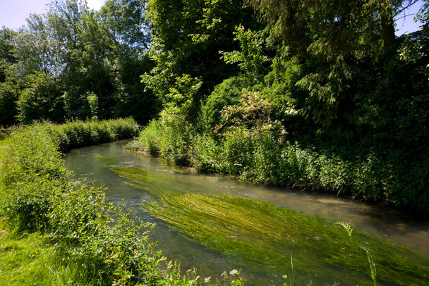 The River Churn in summer in Baunton in the Cotswolds, Gloucestershire, Regno Unito
 - Foto, immagini