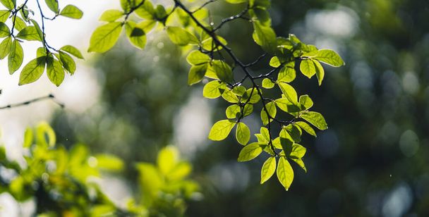 liście-zielone liście kiełkujące w naturze po deszczu - Zdjęcie, obraz