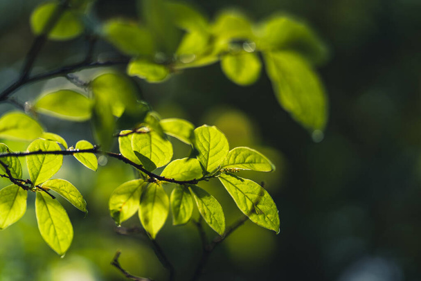 φύλλα-πράσινα φύλλα βλάστησης Στη φύση μετά τη βροχή - Φωτογραφία, εικόνα
