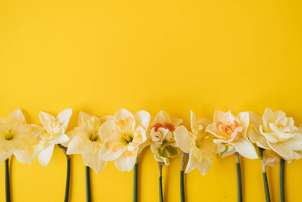 黄色い背景に黄色い花を咲かせます。フラットレイアウト、トップビューの花のお祝いの休日のコンセプト - 写真・画像