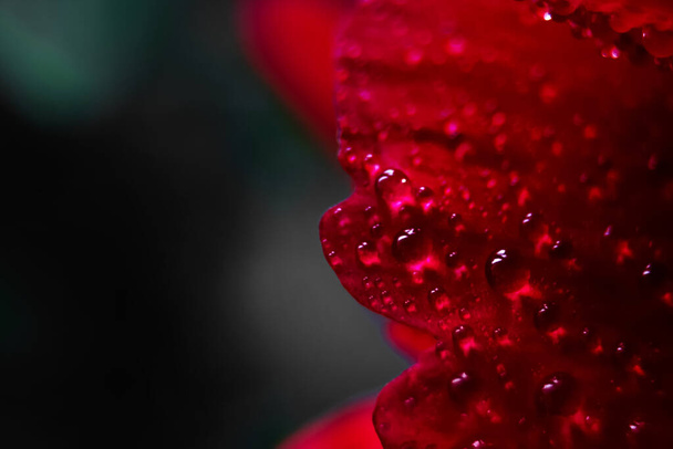 Macro Close up Shot of Many Water Drops on red petal . Dew drops on a flower. Flower, freshness. Soft focus . Bokeh effect - 写真・画像