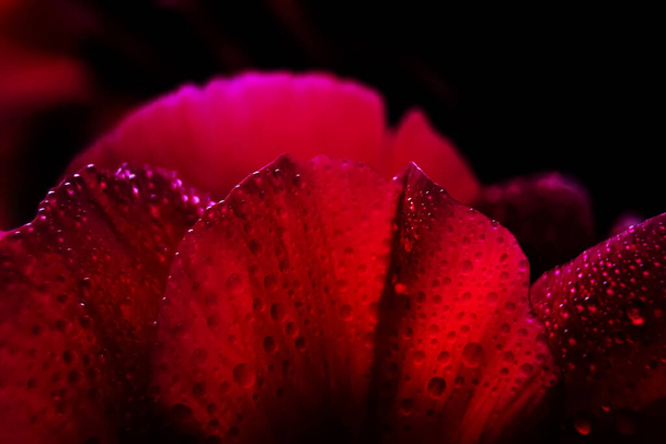 Macro Κοντινό πλάνο πολλών σταγόνων νερού σε κόκκινο πέταλο. Η δροσιά πέφτει σε ένα λουλούδι. Λουλούδι, φρεσκάδα. Απαλή εστίαση. Φαινόμενο Bokeh - Φωτογραφία, εικόνα