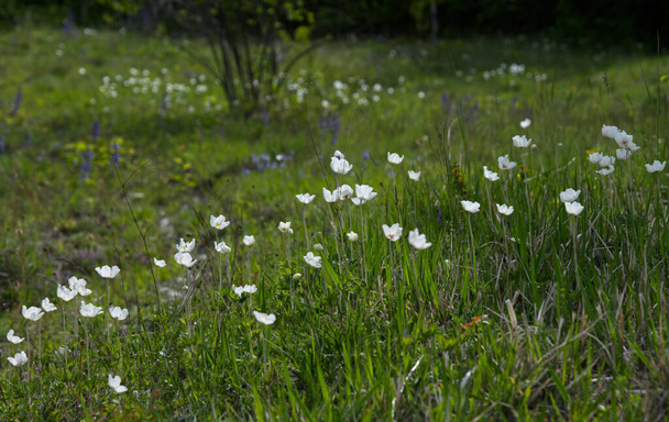 A xerotermikus gyepeken tavasszal virágzik az anemone sylvestris L. (Anemone sylvestris L.) - a glaucoma családba tartozó növényfaj.. - Fotó, kép