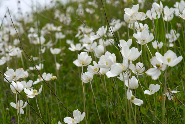 Em prados xerotérmicos, anemone sylvestris L. (Anemone sylvestris L.) floresce na primavera - uma espécie de planta pertencente à família glaucoma
. - Foto, Imagem