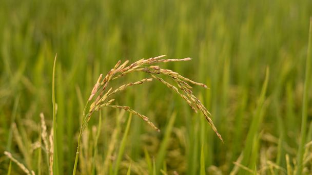 Nahaufnahme von reifen goldenen Reisfeldern im Reisfeld. - Foto, Bild