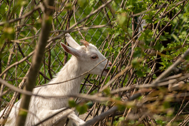 Маленький домашний козел в ветвях
 - Фото, изображение