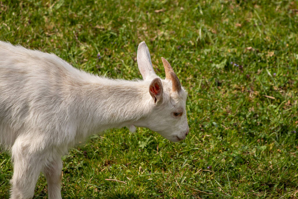 Small pretty domestic goat grazing, close up - Photo, Image