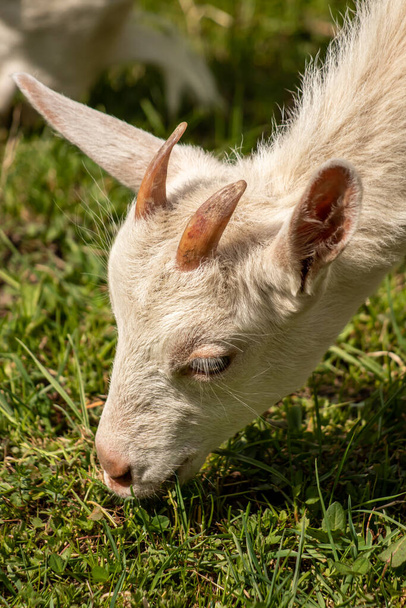 Small domestic goat on green field, head shoot - Photo, Image