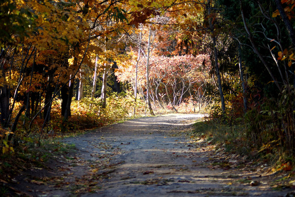 Ulička v parku. Podzim v parku - Fotografie, Obrázek