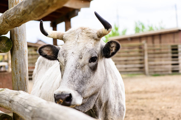 animais de fazenda de vaca branca atrás da cerca agricultura ao ar livre em uma aldeia ou em um rancho
 - Foto, Imagem