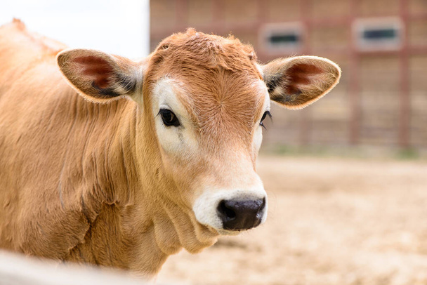 small young red or brown cow calf portrait farm animal outdoor agriculture in a village or on a ranch - 写真・画像
