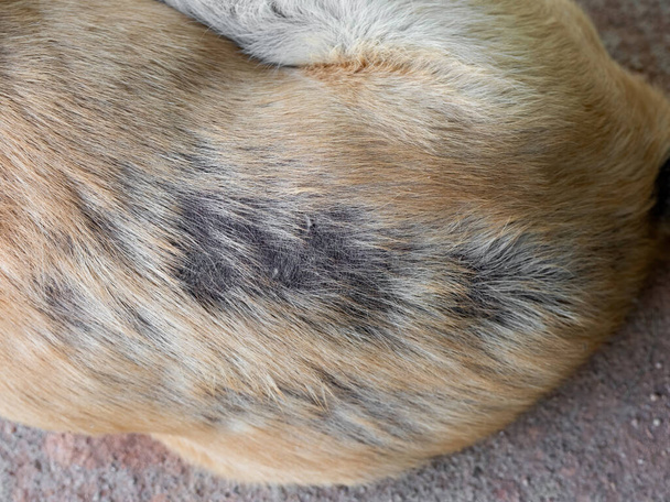 Closeup Leprosy Skin Disease on the Back of the Dog - Photo, Image